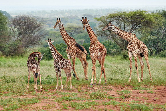 Massai giraffes in Serengeti