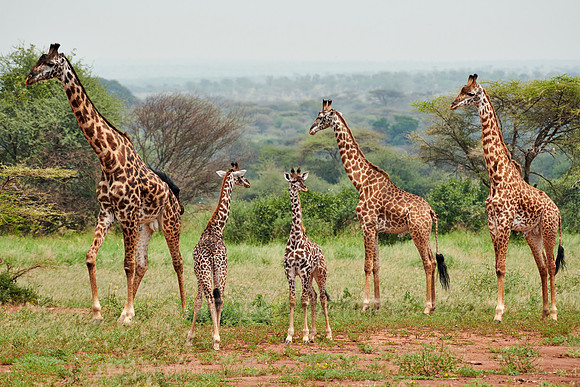Massai giraffes in Serengeti