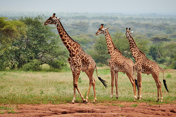Massai giraffes in Serengeti