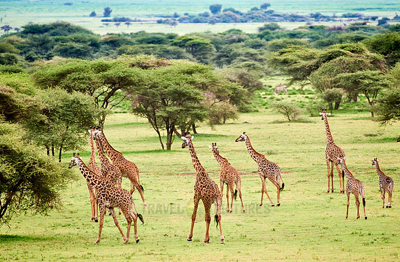 huge herd of Massai giraffes