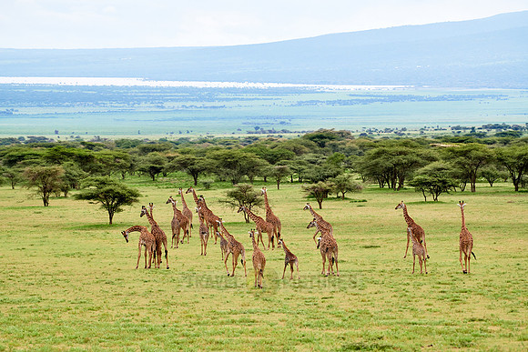 huge herd of Massai giraffes