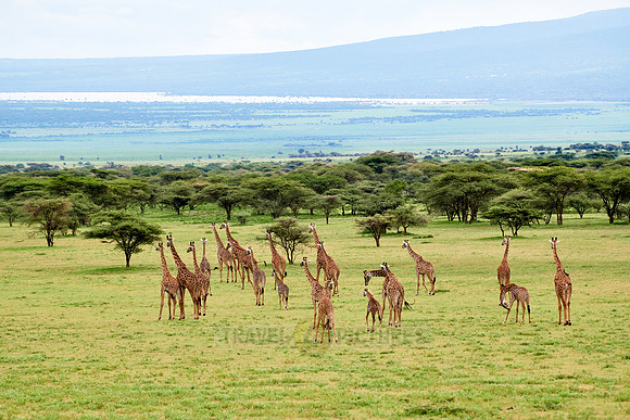 huge herd of Massai giraffes