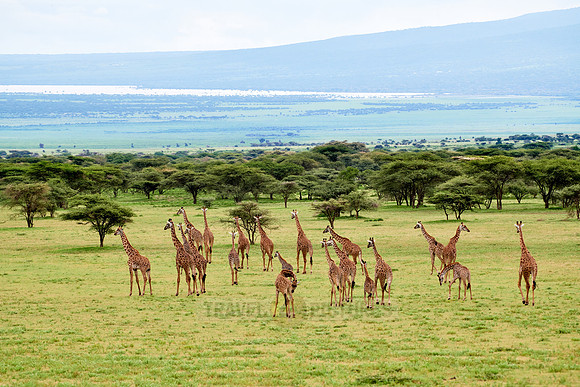 huge herd of Massai giraffes