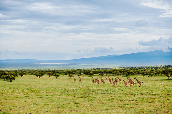 huge herd of Massai giraffes