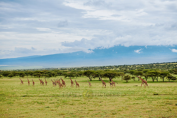 huge herd of Massai giraffes