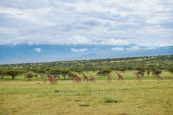 huge herd of Massai giraffes