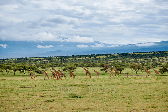 huge herd of Massai giraffes