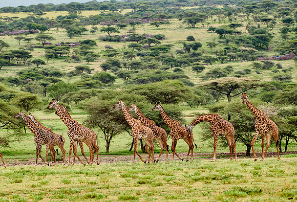 huge herd of Massai giraffes