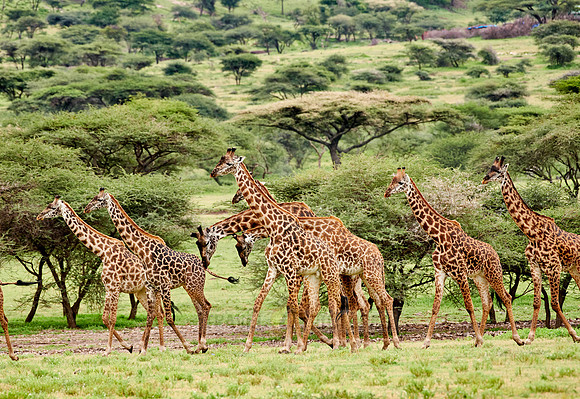 huge herd of Massai giraffes