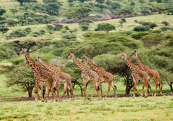 huge herd of Massai giraffes