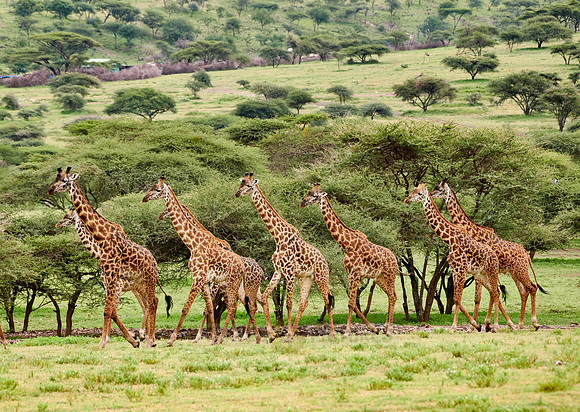 huge herd of Massai giraffes