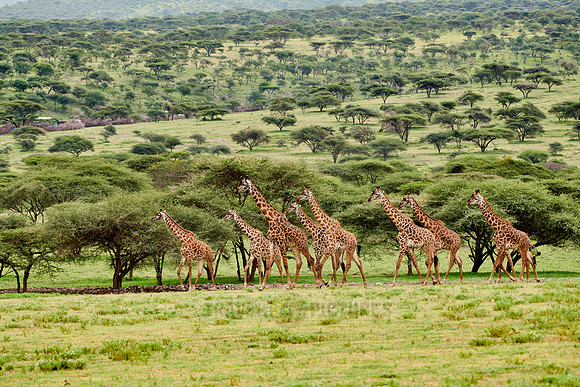 huge herd of Massai giraffes