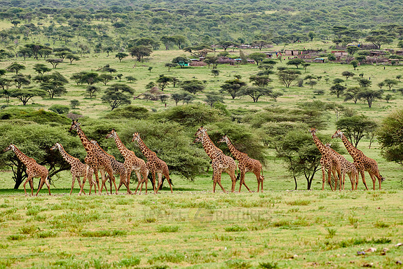 huge herd of Massai giraffes