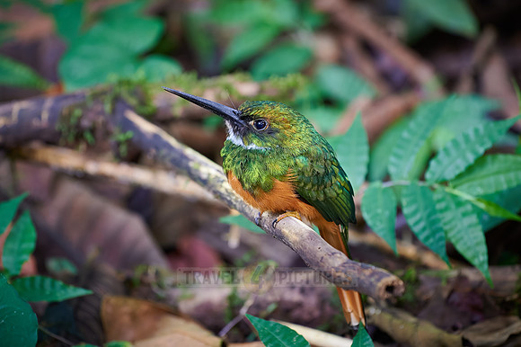 rufous-tailed jacamar (Galbula ruficauda)