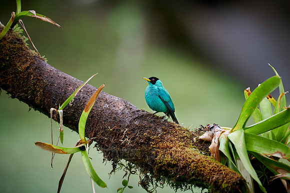 male green honeycreeper (Chlorophanes spiza)