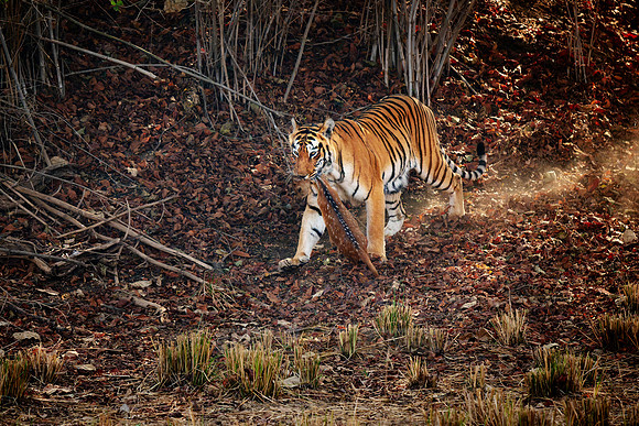 Tiger with prey in mouth