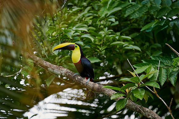 chestnut-mandibled toucan or Swainson's toucan