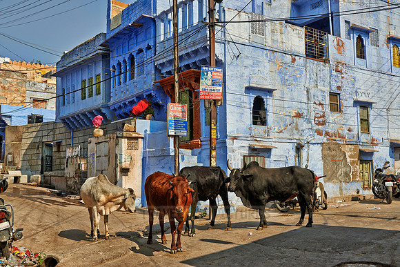 Blue City Jodhpur