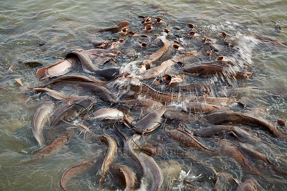 catfish in Gadisar Lake