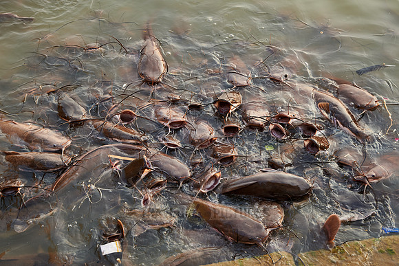 catfish in Gadisar Lake