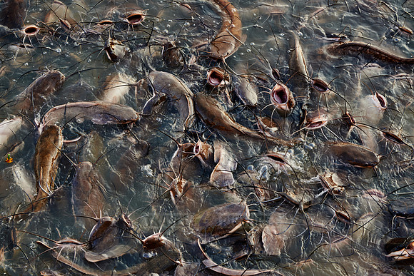 catfish in Gadisar Lake