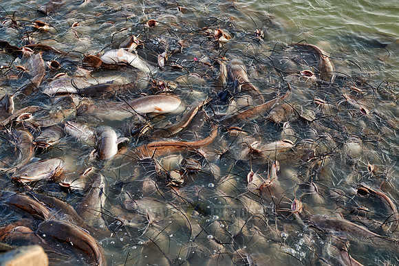 catfish in Gadisar Lake