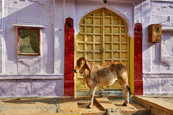 Cow in street of Jaisalmer