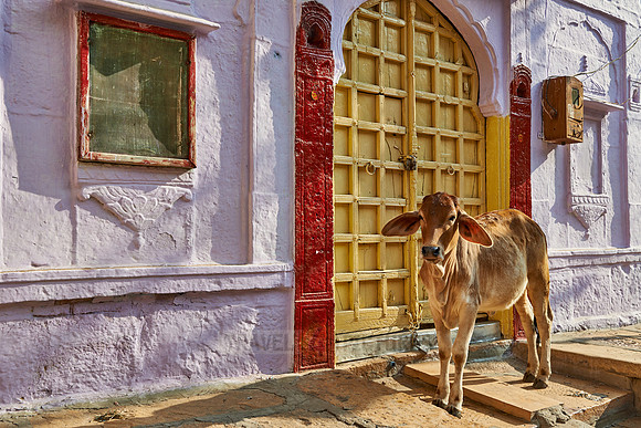 Cow in street of Jaisalmer