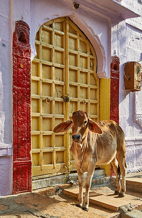 Cow in street of Jaisalmer