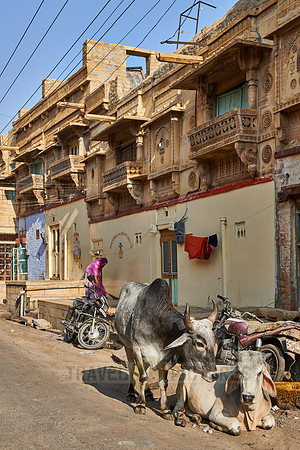 Cows in street of Jaisalmer