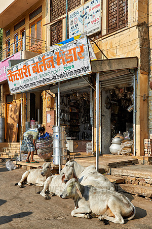 Cows in street of Jaisalmer