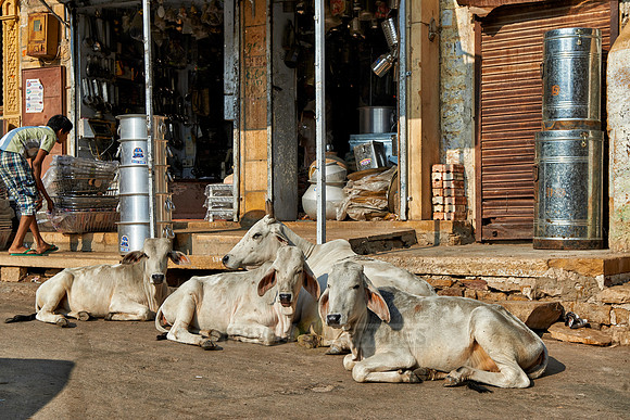 Cows in street of Jaisalmer