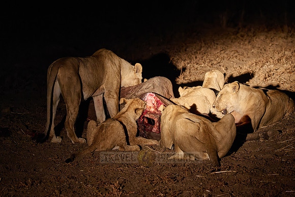 night shot pride of lioness (Panthera leo) at buffalo kill