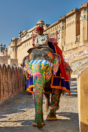 brightly painted Indian elephants bring tourists to the Amer Fort
