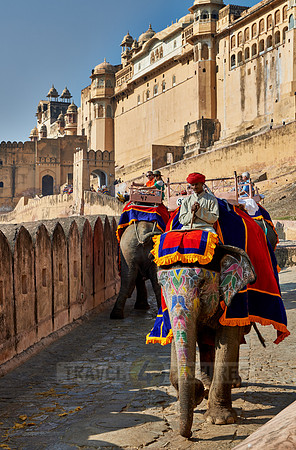 brightly painted Indian elephants bring tourists to the Amer Fort