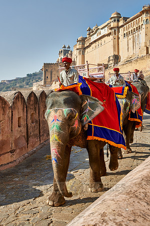 brightly painted Indian elephants bring tourists to the Amer Fort