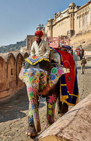brightly painted Indian elephants bring tourists to the Amer Fort
