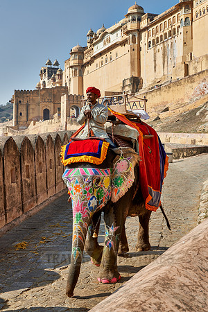 brightly painted Indian elephants bring tourists to the Amer Fort