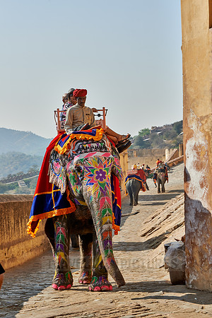 brightly painted Indian elephants bring tourists to the Amer Fort