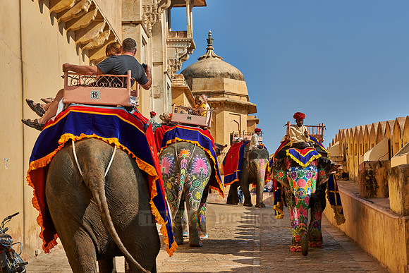 brightly painted Indian elephants bring tourists to the Amer Fort