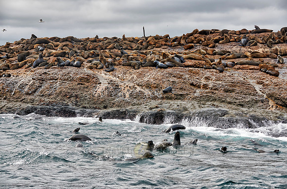Colony of brown fur seal