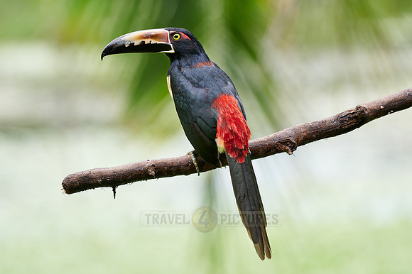 collared aracari (Pteroglossus torquatus)