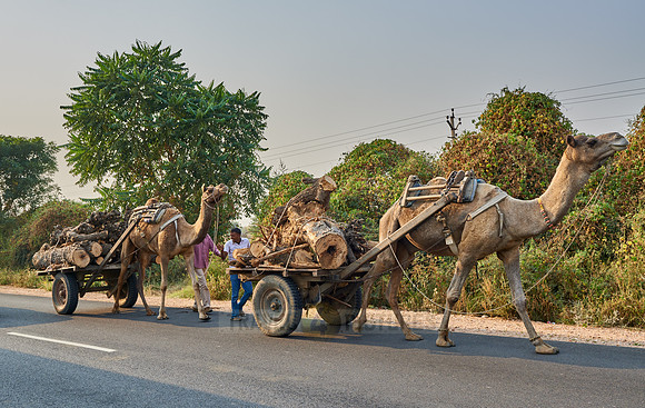 Camels pull trailers with tree trunks onto the street