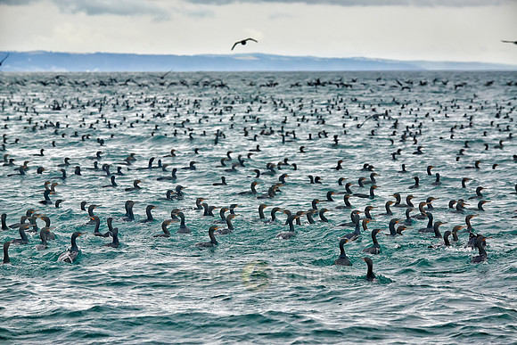huge swarm of cormorants in Mossel Bay