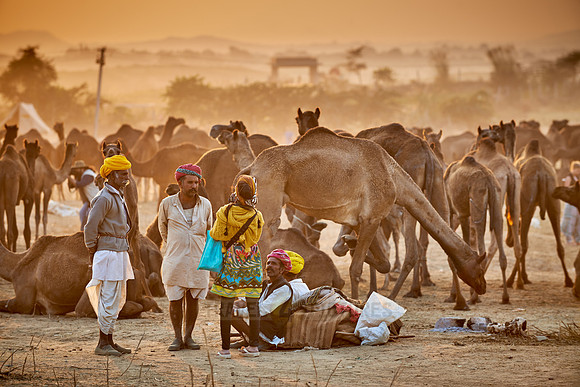 nomadic tribe men with traditional turbans, camel and livestock fair