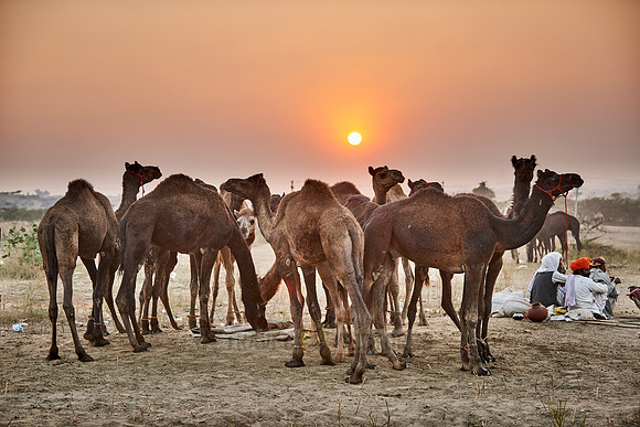 sunset over camel and livestock fair
