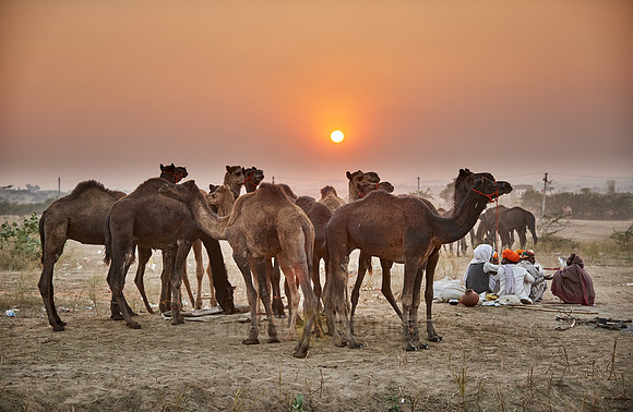 sunset over camel and livestock fair