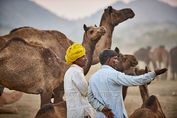 nomadic tribe men with traditional turbans haggle for prices