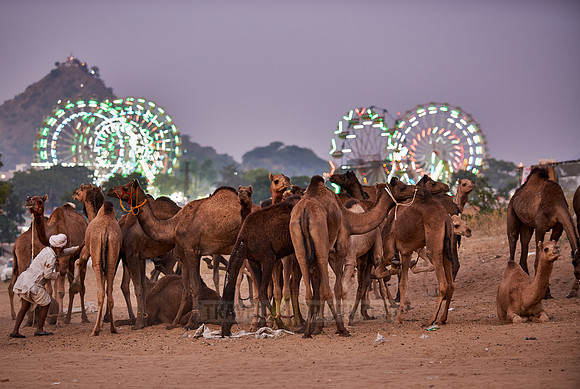 camels in front of the ferris wheels