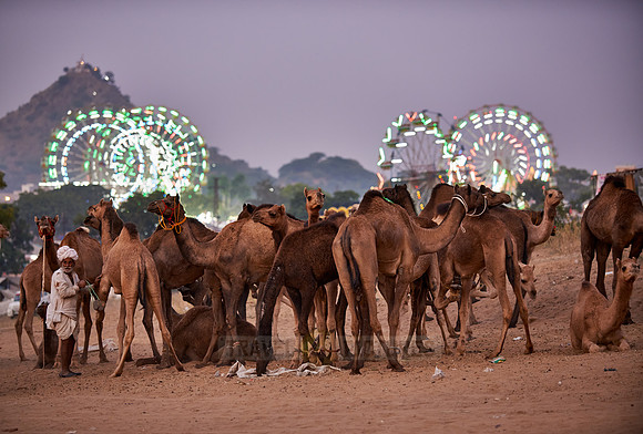 camels in front of the illuminated ferris wheels